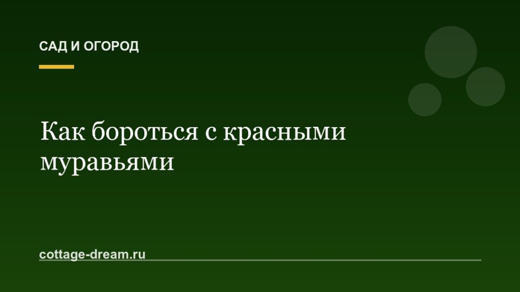 Как бороться с красными муравьями