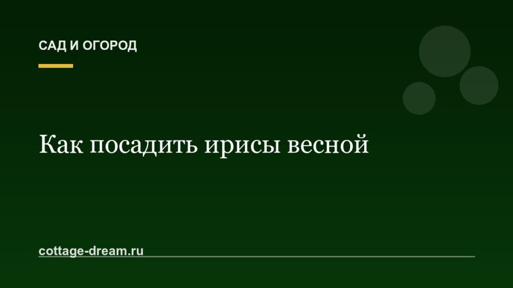 Как посадить ирисы весной