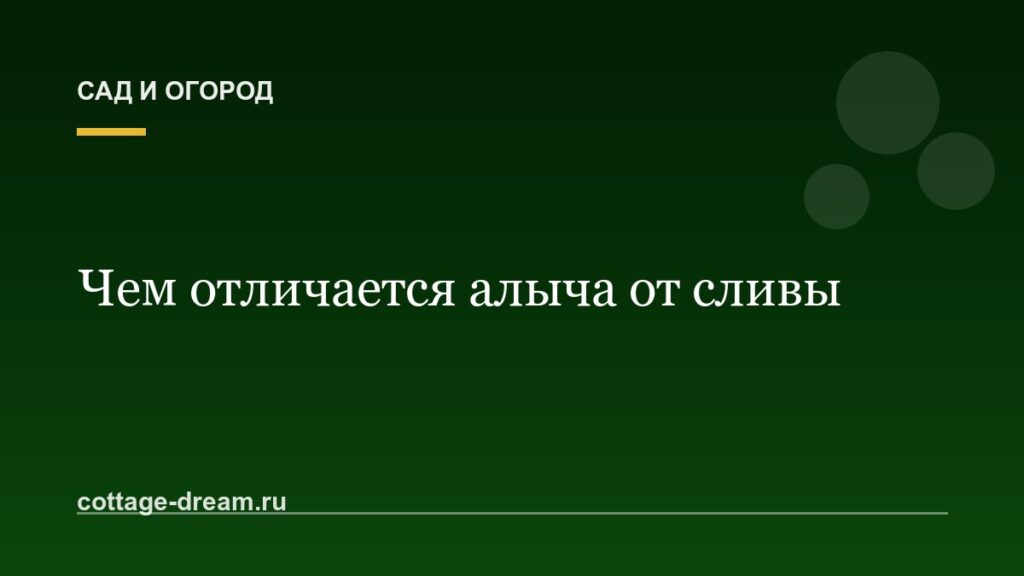 Чем отличается алыча от сливы