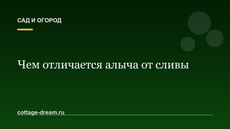 Чем отличается алыча от сливы