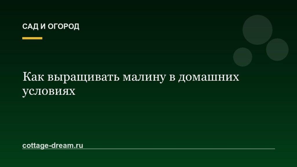 Как выращивать малину в домашних условиях