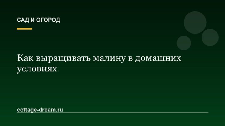Как выращивать малину в домашних условиях