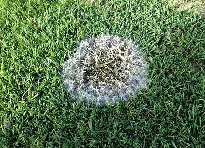 muchnistaja rosa gazona