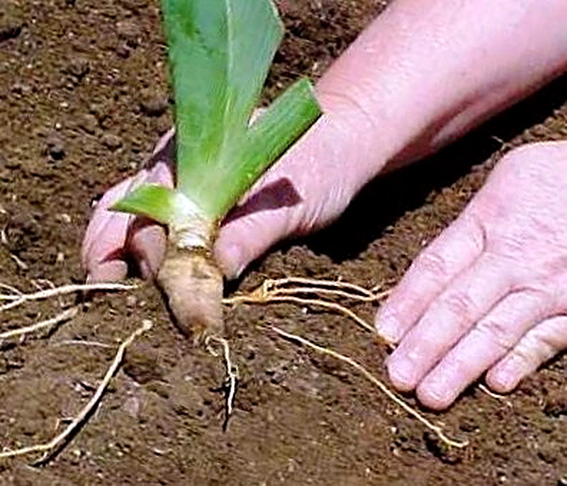 Как правильно посадить ирис