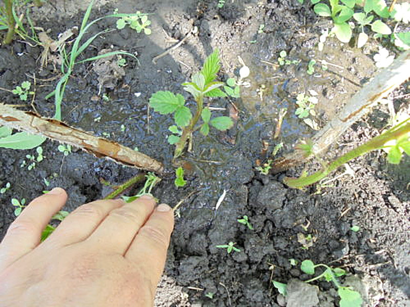 выращивание малины