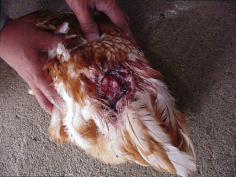 Почему куры клюют друг друга до крови