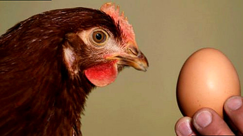 Почему куры не несутся зимой что делать