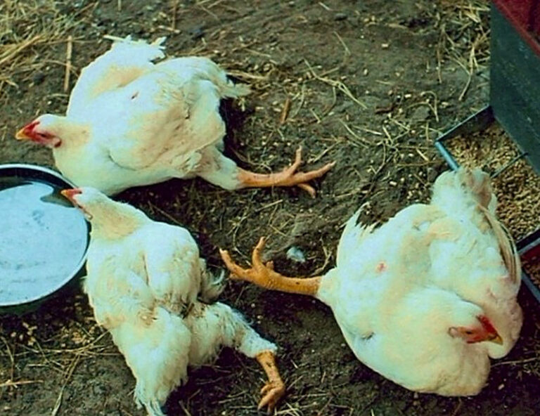 Почему куры падают на ноги зимой