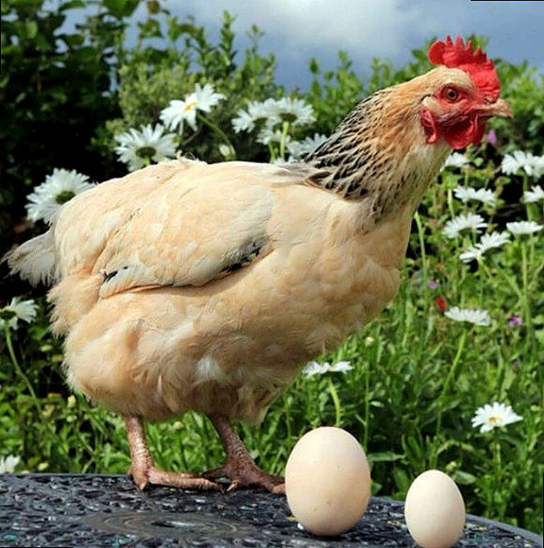 Почему куры расклевывают яйца что делать