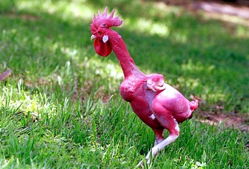 Почему куры выщипывают друг у друга перья и их едят