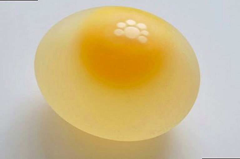 Почему у куриных яиц тонкая скорлупа