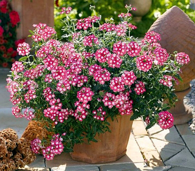 Вербена ампельная посадка и уход фото