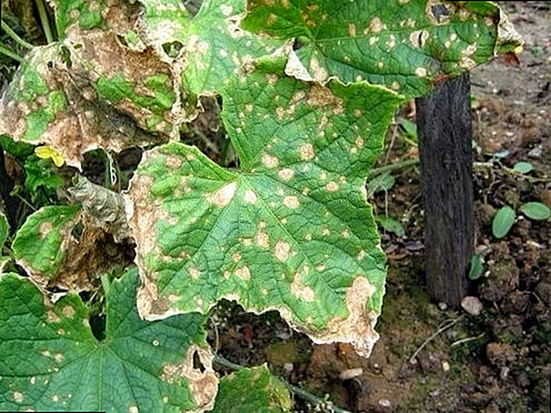 Защита огурцов от болезней народными средствами