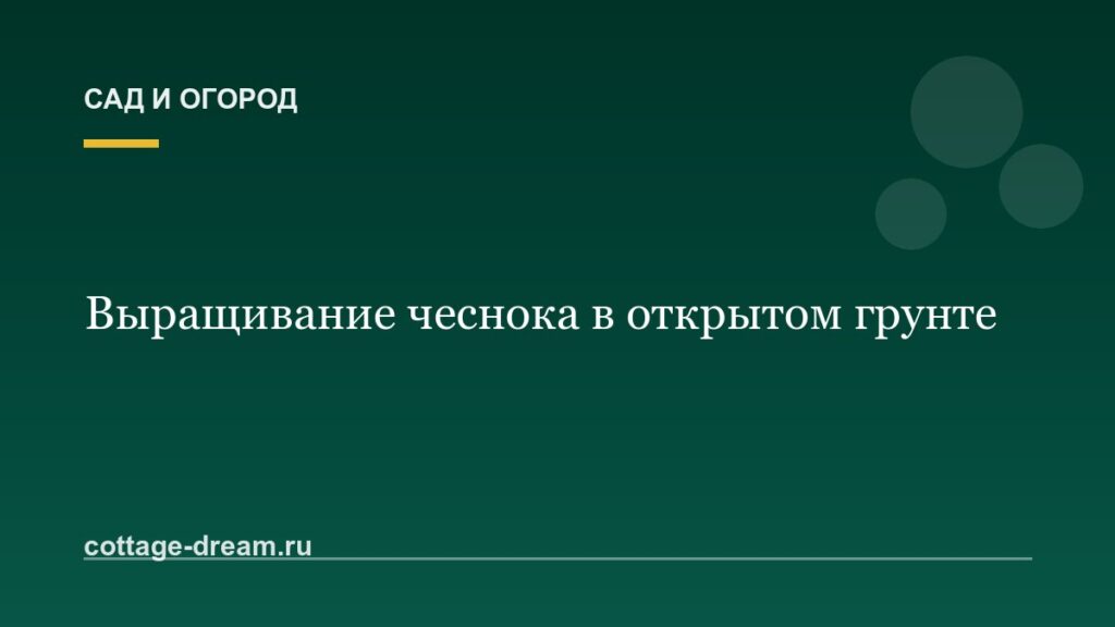 Выращивание чеснока в открытом грунте