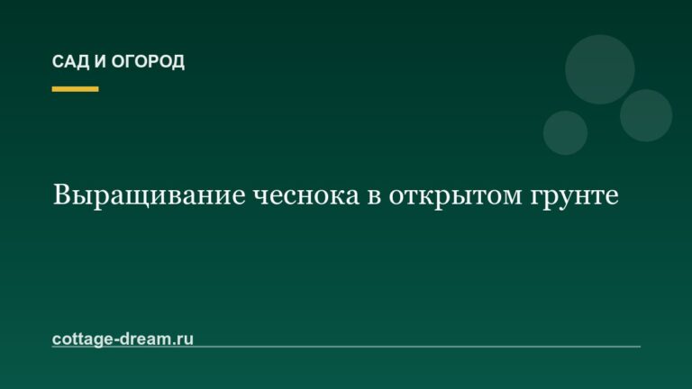 Выращивание чеснока в открытом грунте