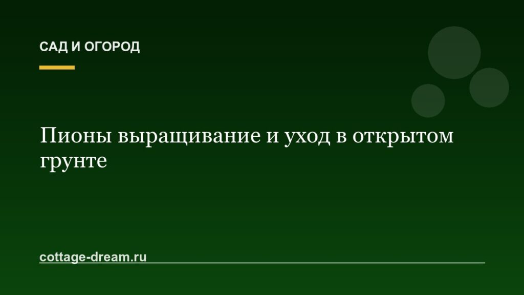 Пионы выращивание и уход в открытом грунте