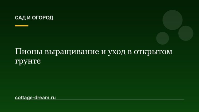 Пионы выращивание и уход в открытом грунте