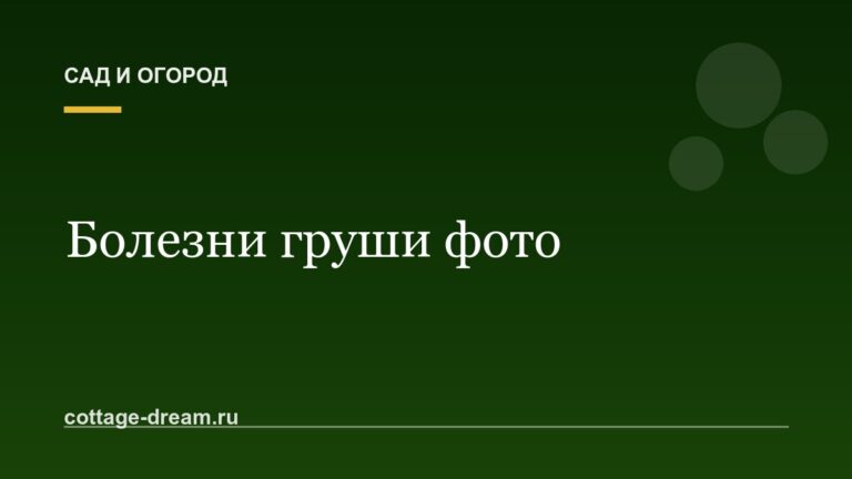 Болезни груши фото