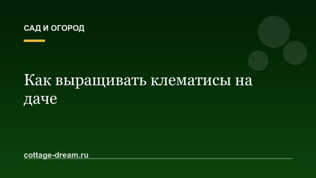 Как выращивать клематисы на даче