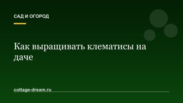 Как выращивать клематисы на даче