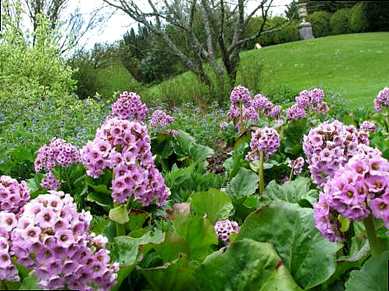 Бадан посадка и уход в открытом грунте