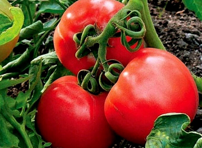 Индетерминантный сорт помидор что это