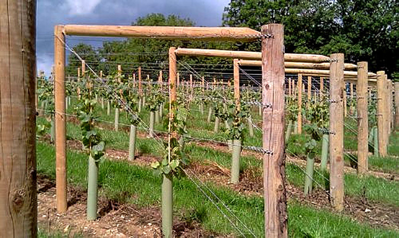Как подвязывать виноград на шпалеру