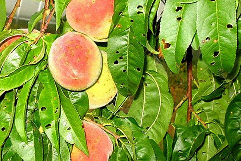 Клястероспориоз сливы как лечить