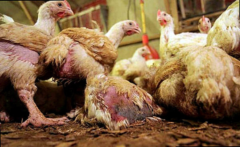 Kokcidioz u kur simptomy i lechenie