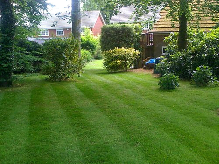 Низкорослый газон не требующий стрижки