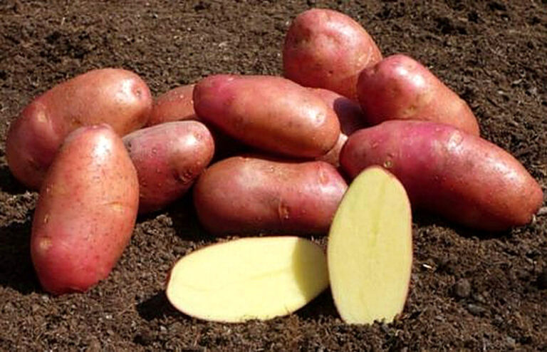 Самые ранние сорта картофеля