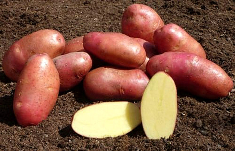 Самые ранние сорта картофеля