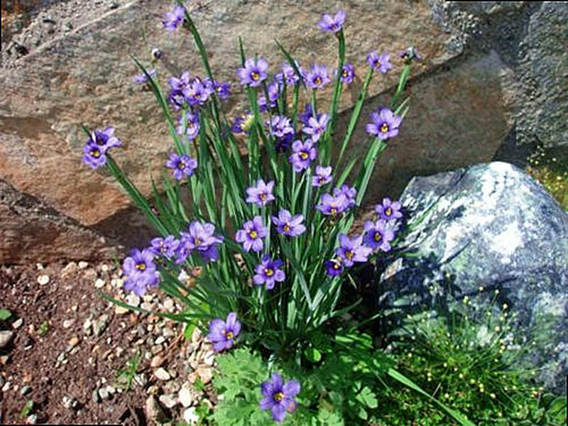 Сисюринхий