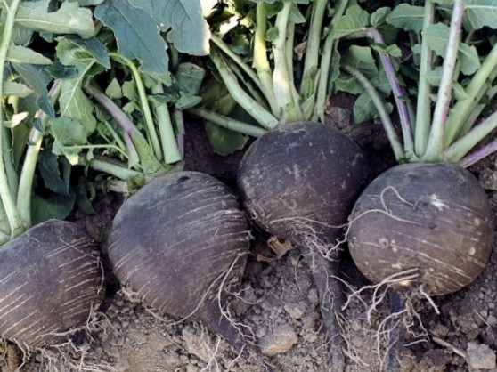 Срок посева редьки чёрной