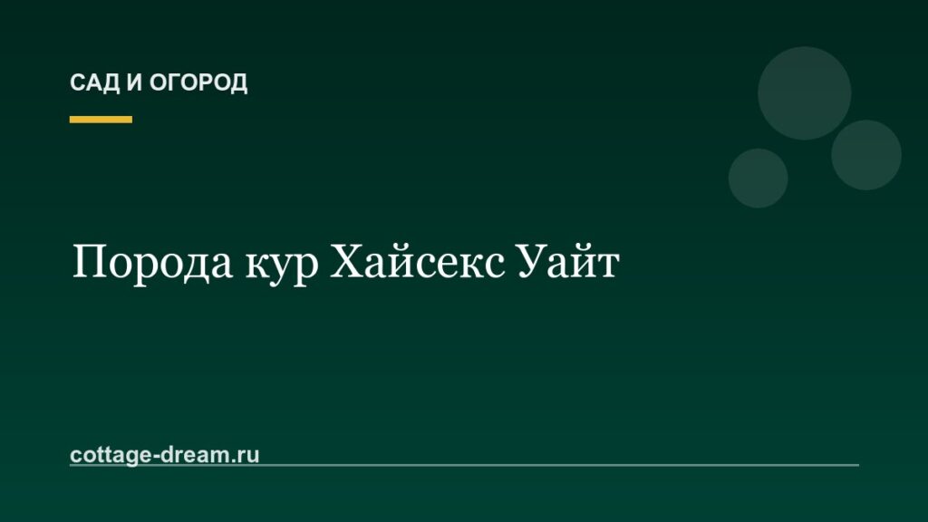 Порода кур Хайсекс Уайт