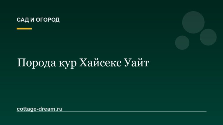 Порода кур Хайсекс Уайт