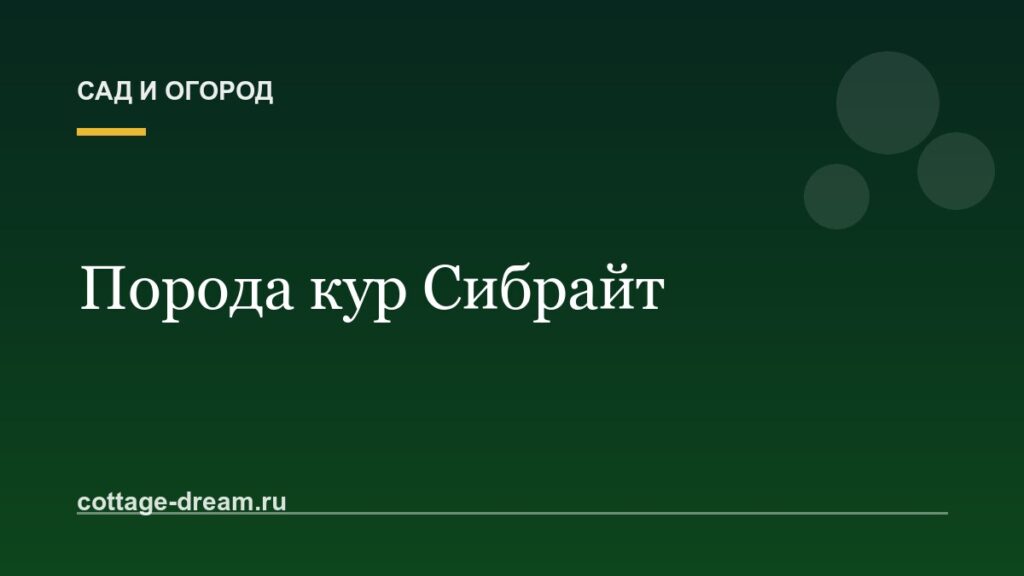 Порода кур Сибрайт