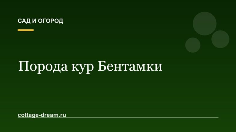 Порода кур Бентамки