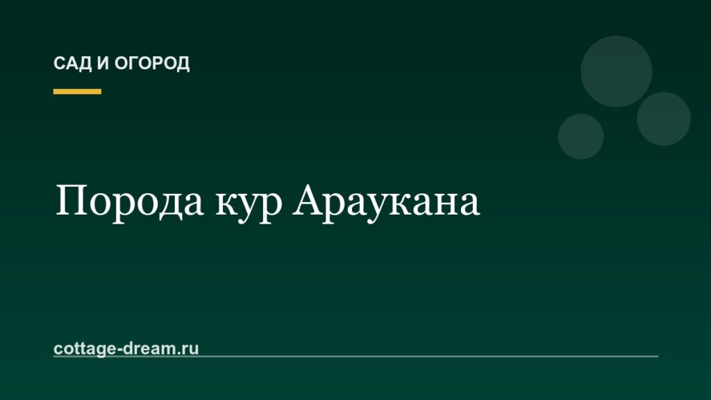 Порода кур Араукана