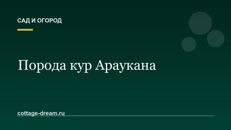 Порода кур Араукана