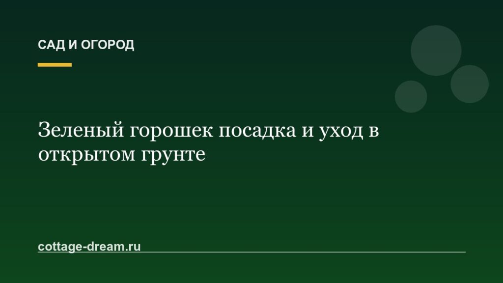 Зеленый горошек посадка и уход в открытом грунте