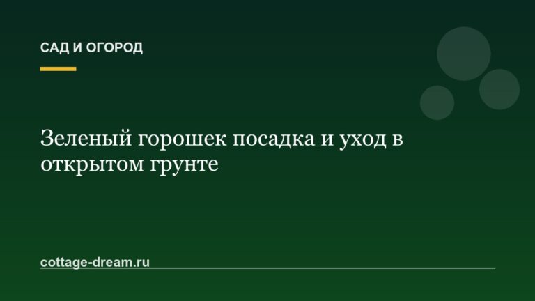 Зеленый горошек посадка и уход в открытом грунте