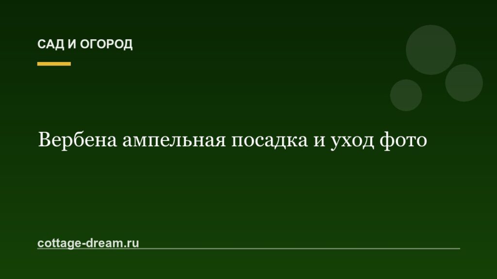 Вербена ампельная посадка и уход фото
