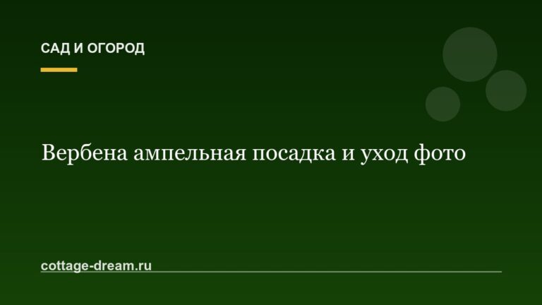 Вербена ампельная посадка и уход фото