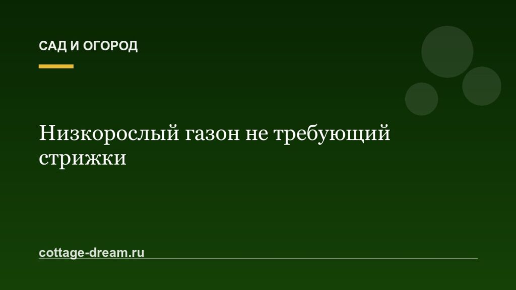 Низкорослый газон не требующий стрижки