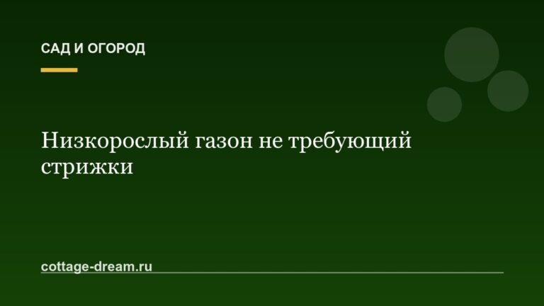 Низкорослый газон не требующий стрижки