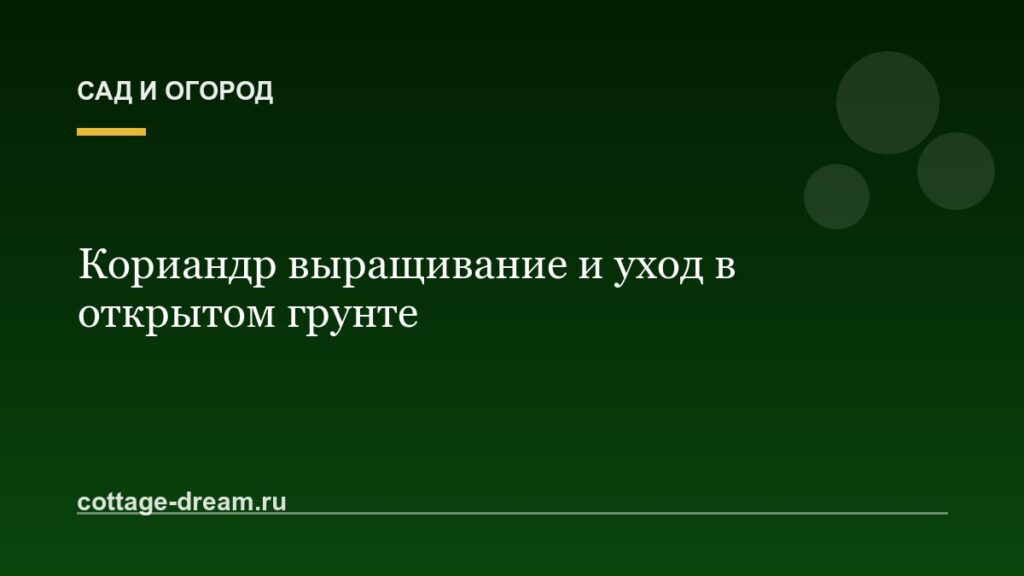 Кориандр выращивание и уход в открытом грунте