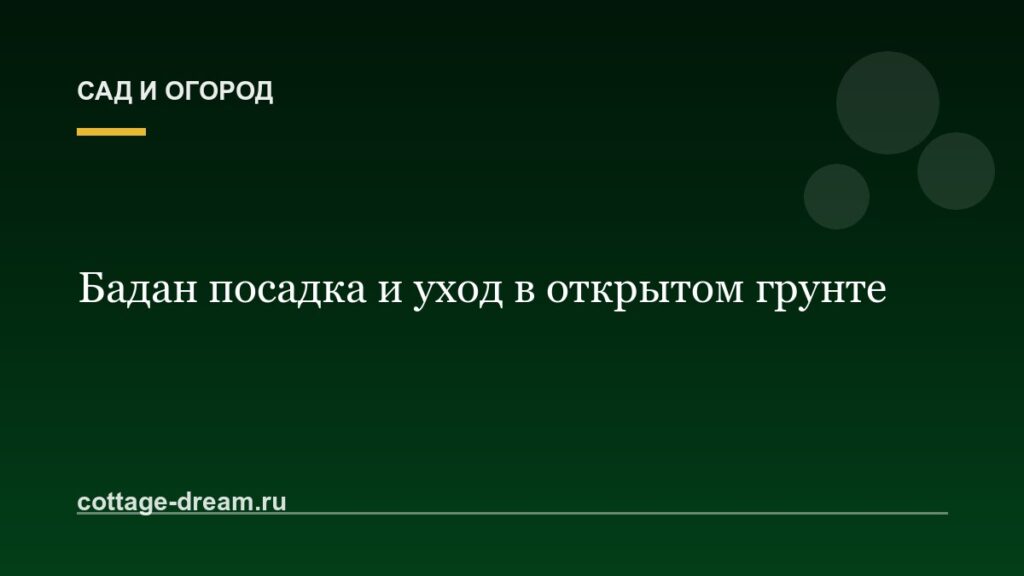 Бадан посадка и уход в открытом грунте