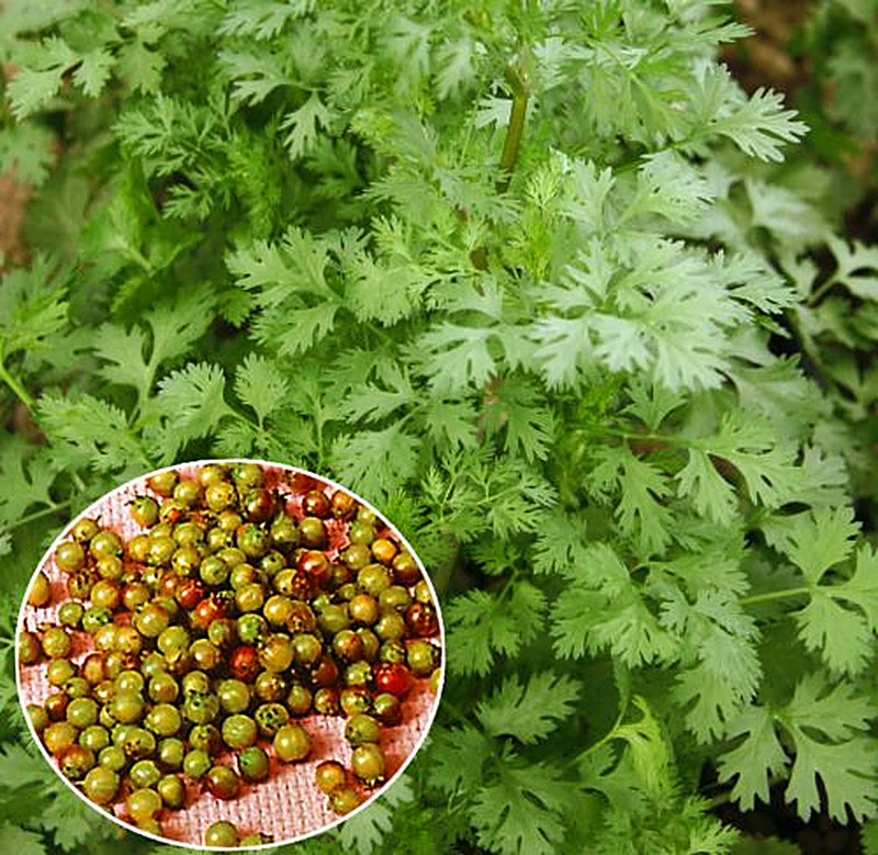 Кориандр выращивание и уход в открытом грунте