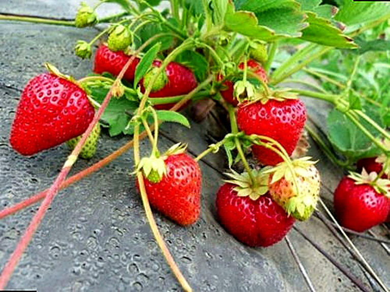 Чем удобрять клубнику при посадке